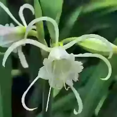 Festalis